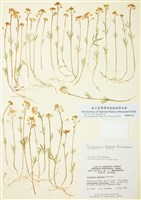 藏品(指狀碎米薺)的圖片